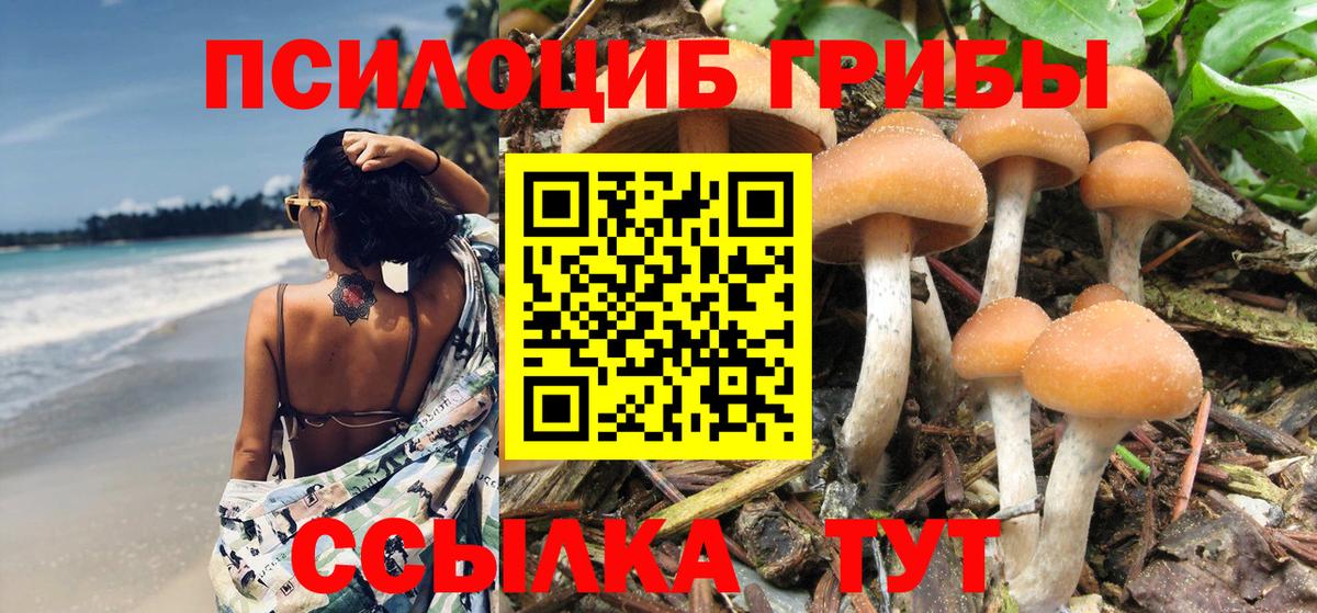 Новозыбков  Псилоцибиновые грибы Psilocybine cubensis  Вход с VPN 